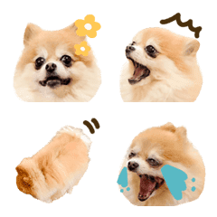 Pomeranian dog photo emoji