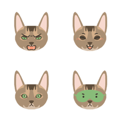 9F_Abyssinian cat