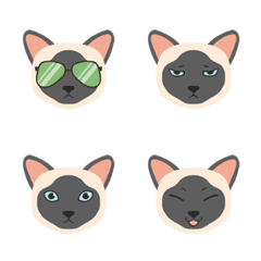 9F_Siamese cat