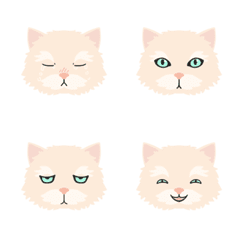 9F_Persian cat