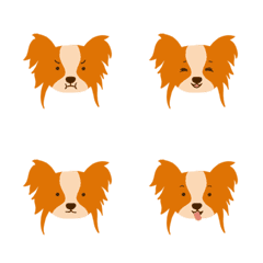9F_cavalier king dog
