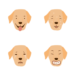 9F_Golden Retriever dog