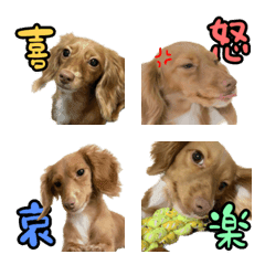 Expressive Dachshund