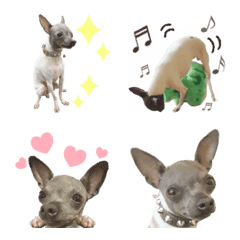 Japanese Terrier emoji