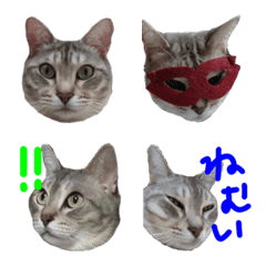 サバトラ猫とらちゃんの写真絵文字