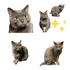 Chartreux Cats TSUKU