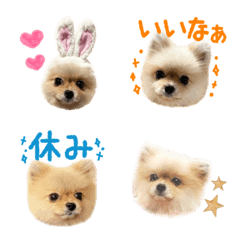 Pomeranian COCOA's Emoji7