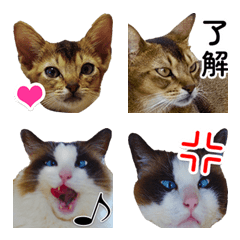 Two moving cat photo emoji