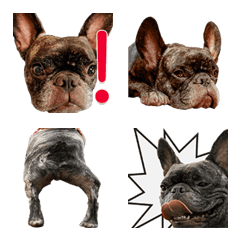 French bulldog moving photo emoji