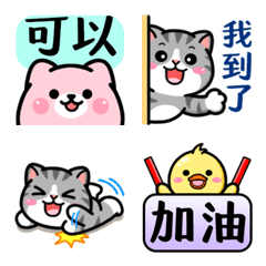 Douhua cat and its friends