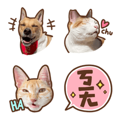 Yi genmao company, staff only (emoji)