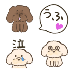 Cute dogs, toypoodle MOCO&CHOCO