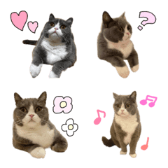 komo-chan emoji