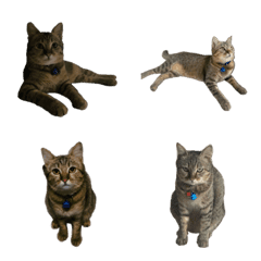 Cat is happy emotion face V.4