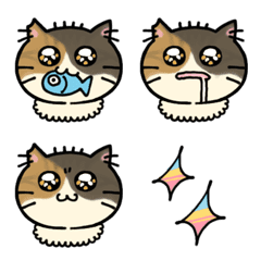 Miyako ( Japanese cat )