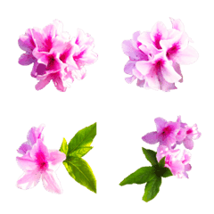 Rhododendron 2023