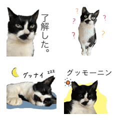 My tuxedo cat emoji