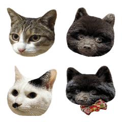 dog and cat face