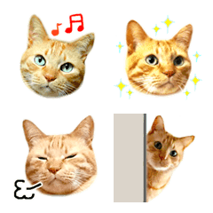 Red tabby cat emoji everyday 2