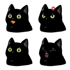 Black cat niuniu