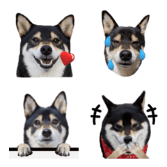 Moving, Shiba Inu Yuzu-chan Emoji