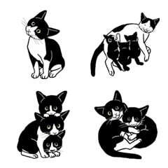three cats Bicolor