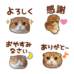 Cute cat Emoji. Munchkin