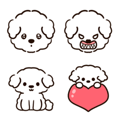 Fluffy white toy poodle.