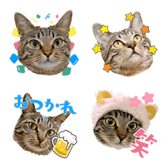 Yui Cat Emoji