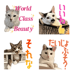 Emoji for help cats 3