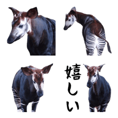 Small photograph of the okapi