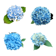 Hydrangea flower photo  emoji