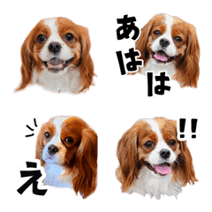 Cavalier Robi Emoji