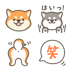 Chan-Shiba 柴犬