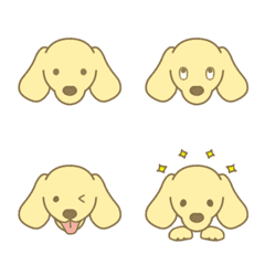 cute dachshund/cream