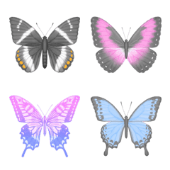 Castniid moths