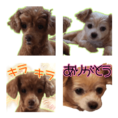 [EMOJI]Chiwap&Toypoodle's cute family