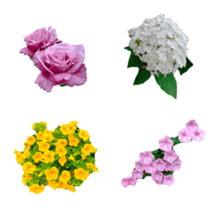 Flowerfavorite