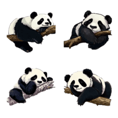Panda sleeping (3)