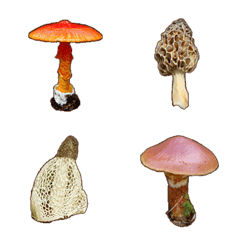 Kawaii Mushrooms Photo Emoji 1