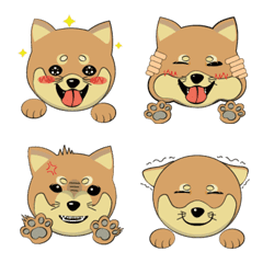 About shiba dog