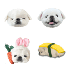 pekingese_motch