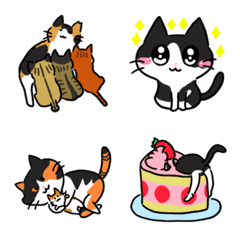 The Calico and the Fun Daily Life