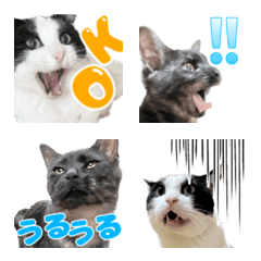 Cat Emoji mituo & fuu