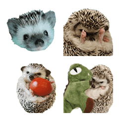 Hedgehog funny cute-1