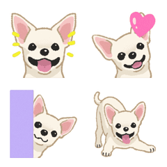 Chihuahua - mantel halus (anjing)