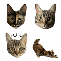 tortoiseshell and browntabby cats