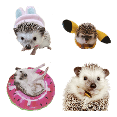 Hedgehog funny cute-2