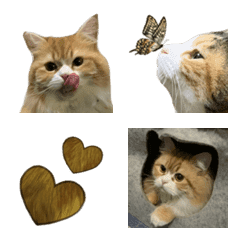 Home's animals 2