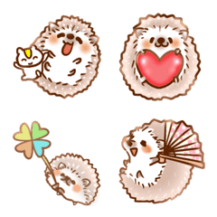 Hedgehog baby Popo